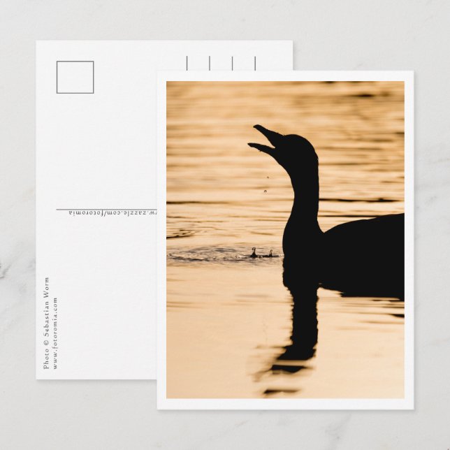 Gänsenatur-Foto Postkarte (Vorne/Hinten)