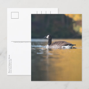 Gänsenatur-Foto Postkarte