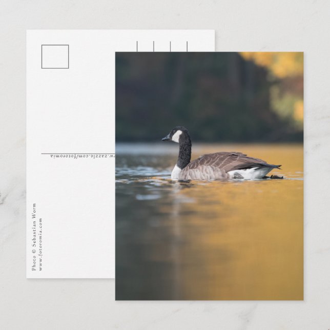 Gänsenatur-Foto Postkarte (Vorne/Hinten)