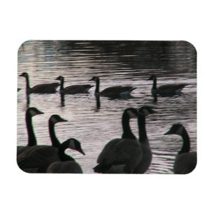 Gänsenmagnet Magnet