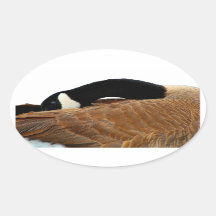 Gänseovalkleber