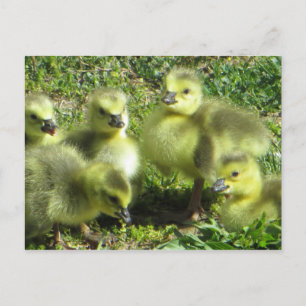 Gänserfamilie Postkarte