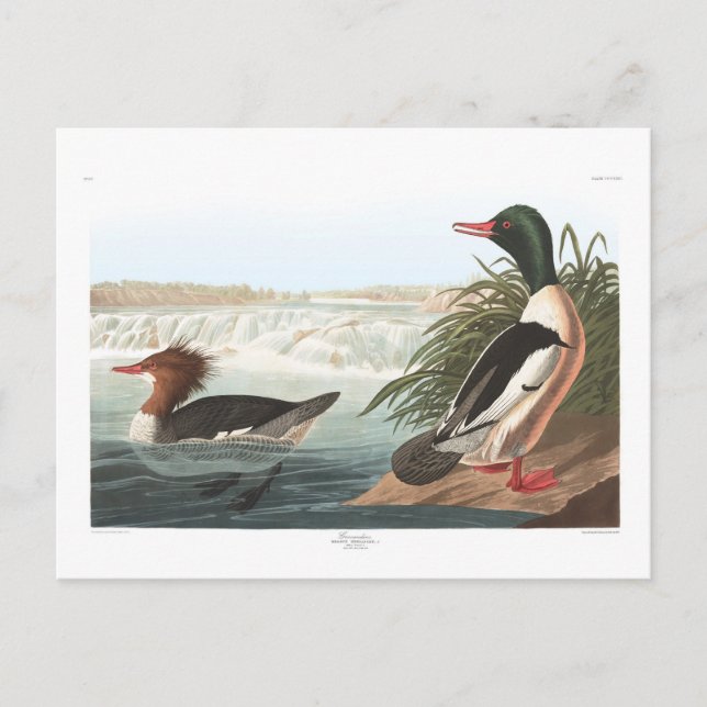 Gänsesäger Postkarte (Vorderseite)