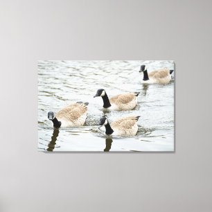 Gänseschwimmen Leinwanddruck