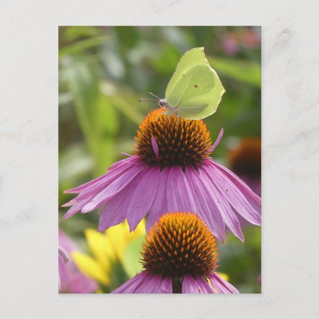 Gänsesteine-Schmetterling auf Blume-DIY Postkarte (Vorderseite)
