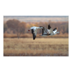 Gänsetrio Fotodruck