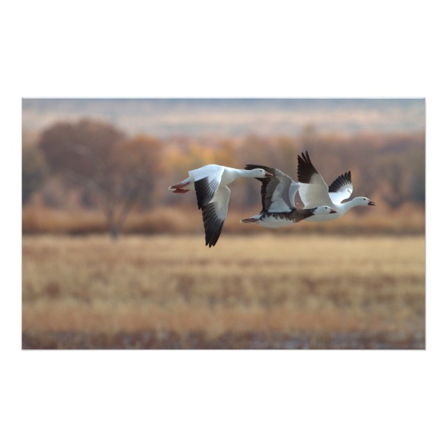 Gänsetrio Fotodruck (Vorne)