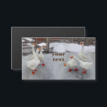 Gänseweiß Magnetkarte<br><div class="desc">Foto von Zolotareva.Gänseweiß auf dem weißen Schnee.Gänse sind lustig.</div>