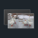 Gänseweiß Magnetkarte<br><div class="desc">Foto von Zolotareva.Gänseweiß auf dem weißen Schnee.Gänse sind lustig.</div>