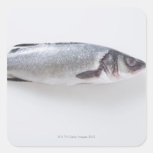 Ganze branzini Fische Quadratischer Aufkleber