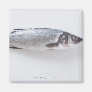 Ganzer Zwergfisch Magnet