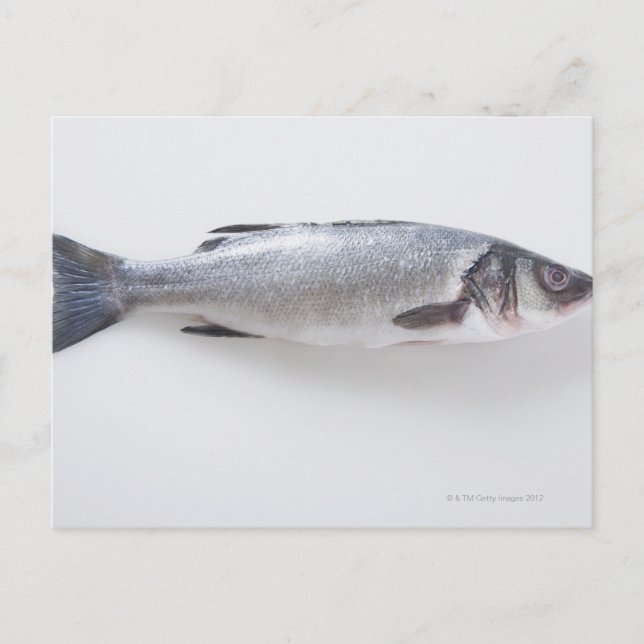 Ganzer Zwergfisch Postkarte (Vorderseite)