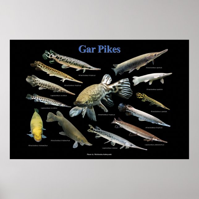Gar Pikes Poster (Vorne)