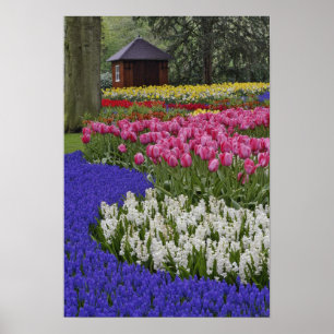 Garden aus Traubentrester, Hyazinthen und Tulpen, Poster