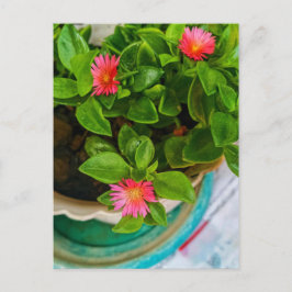 Garden Baby Sun Rose Pflanze in einem Topf Postkarte