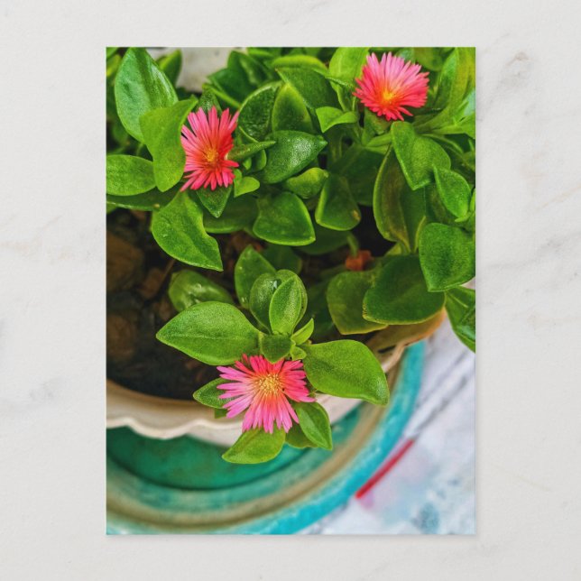 Garden Baby Sun Rose Pflanze in einem Topf Postkarte (Vorderseite)