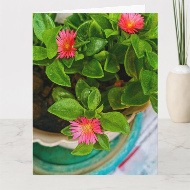 Garden Baby Sun Rose Pflanze in Pot geflochtene Be Karte (Vorderseite)
