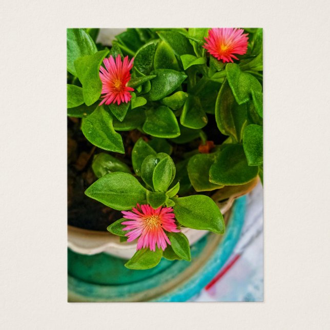 Garden Baby Sun Rose Pflanze in Pot-Visitenkarte (Vorderseite)