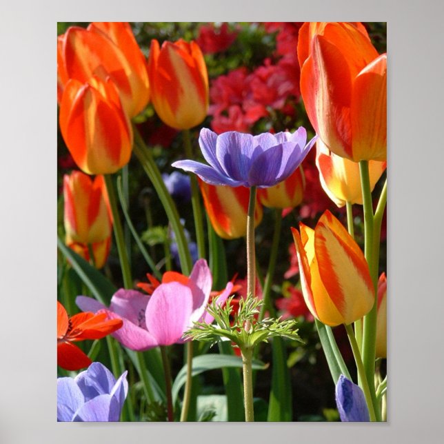 Garden Beauty Poster (Vorne)