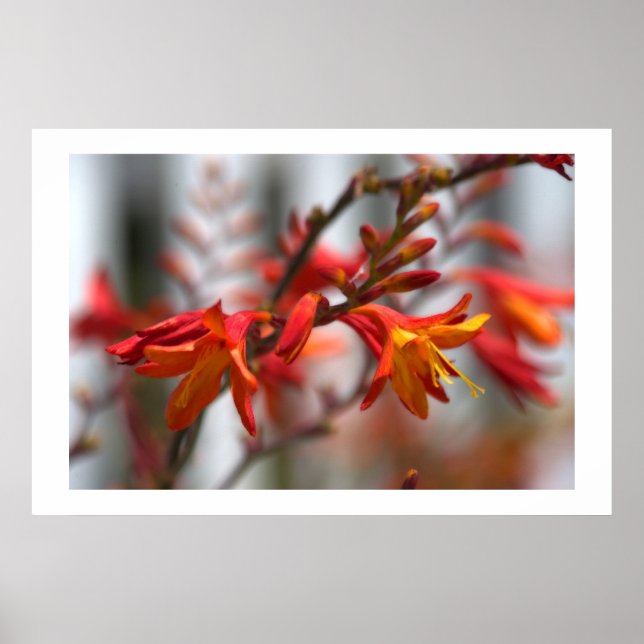 Garden Beauty Poster (Vorne)