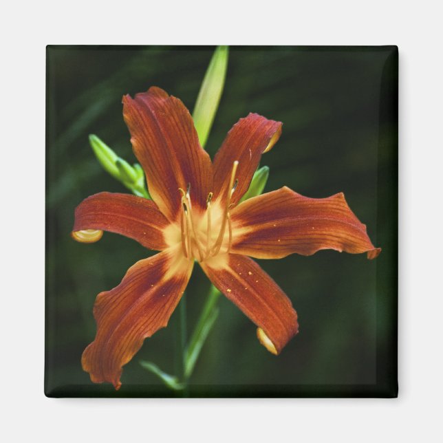 Garden Flame Magnet (Vorne)