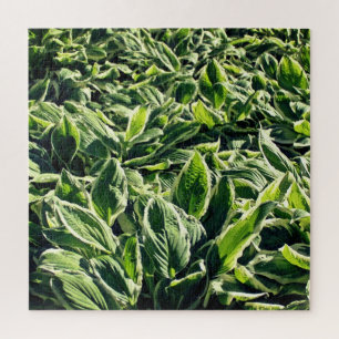 Garden Green White Hosta Pflanze Abstrakt Artistis