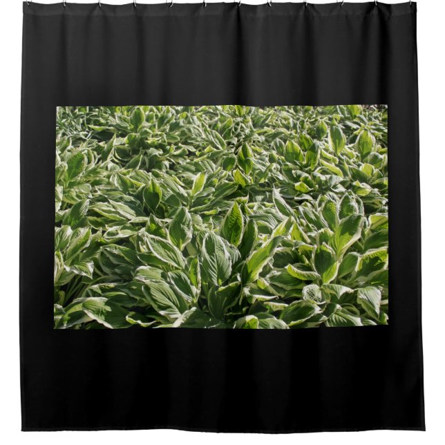 Garden Green White Hosta Pflanze Blätter Foto Blac Duschvorhang (Vorderseite)