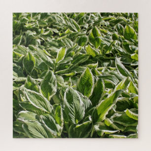 Garden Green White Hosta Pflanze Botanische Prinze