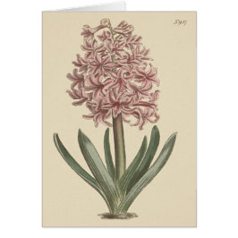 Garden Hyacinth Botanische Illustration