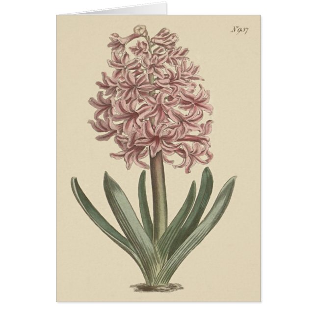 Garden Hyacinth Botanische Illustration (Vorne)