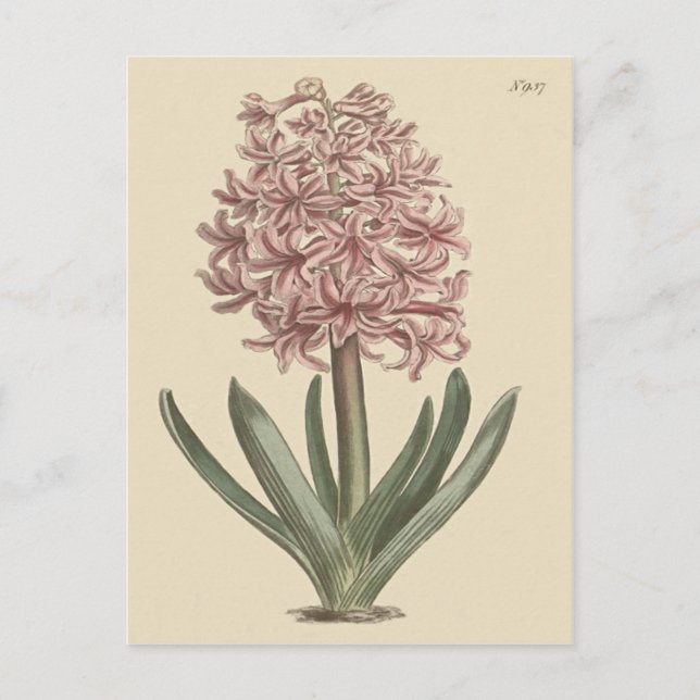 Garden Hyacinth Botanische Illustration Postkarte (Vorderseite)