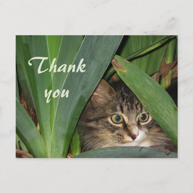 Garden Kitty Postkarte (Vorderseite)