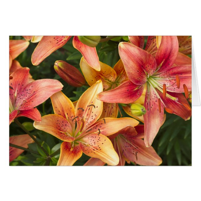 Garden Lilies Card (Vorderseite (Horizontal))