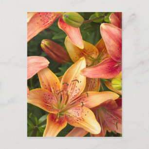 Garden Lilies Postkarte
