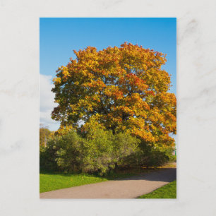 Garden Maple, St. Petersburg Russland Postkarte