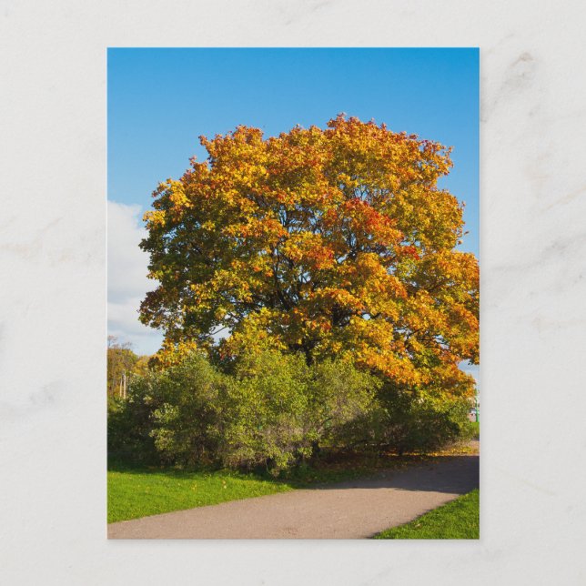 Garden Maple, St. Petersburg Russland Postkarte (Vorderseite)