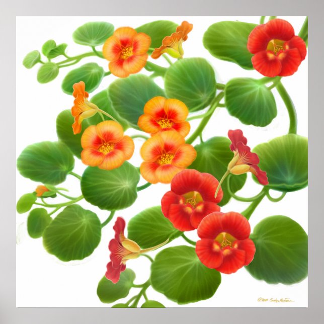 Garden Nasturtium Flowers Print Poster (Vorne)