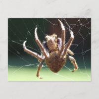Garden Orb Weaver Spione Postkarte