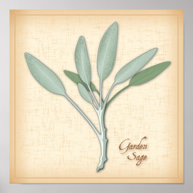 Garden Sage Herb Poster (Vorne)