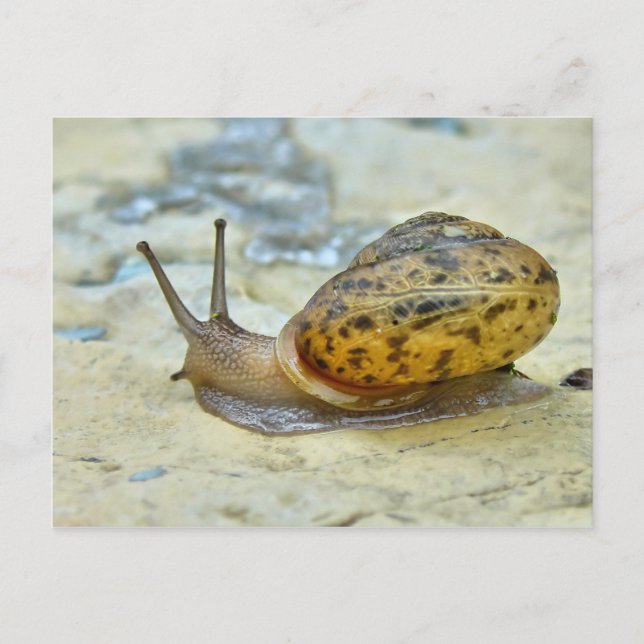 Garden Snail Postcard. Postkarte (Vorderseite)