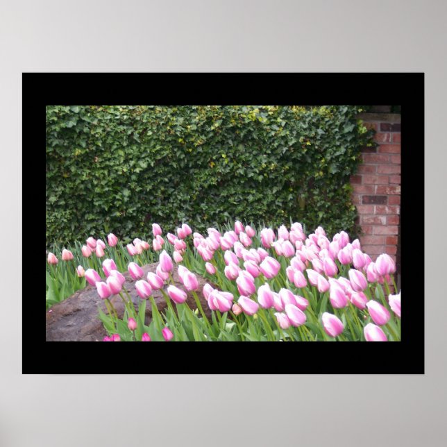 Garden Tulips Picture Poster (Vorne)