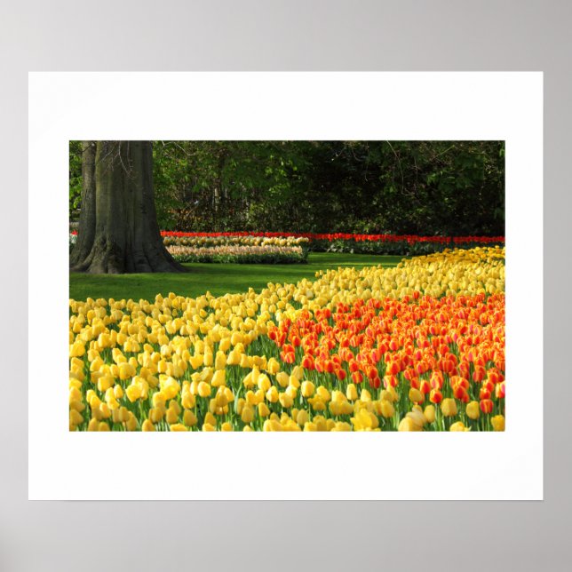 Garden Tulips Poster (Vorne)