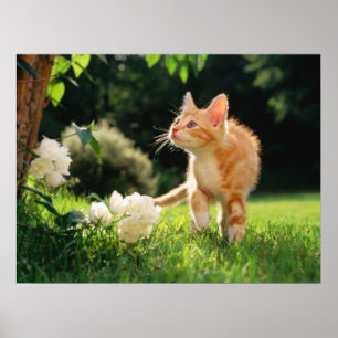 Garden Walk Tabby Cat Print Poster