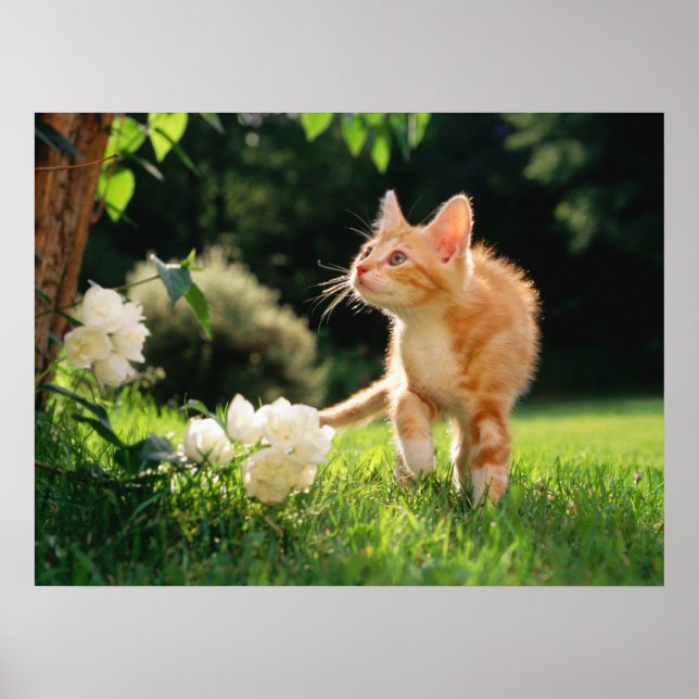Garden Walk Tabby Cat Print Poster (Vorne)