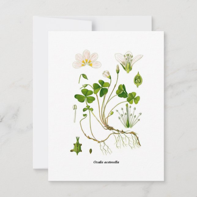 Gardener (Vorderseite)