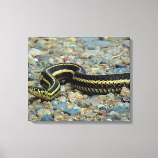 Gardener Snake Leinwanddruck