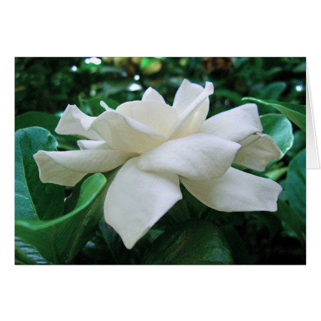 Gardenia (Devant horizontal)