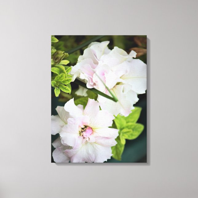 Gardenia Blume Leinwanddruck (Vorderseite)