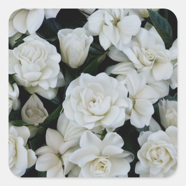 Gardenia Blume Quadratischer Aufkleber (Vorderseite)