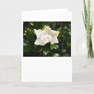 Gardenia, carte
